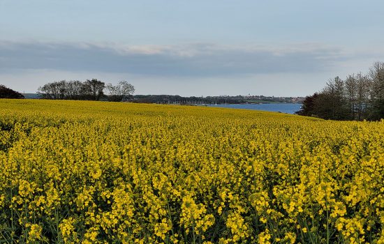 Hausboot Boie - Dänemark - Marina Minde - Ostsee Flensburger Förde